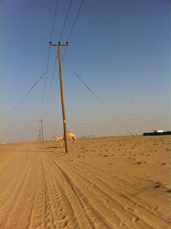 88A2's tweet photo. يازين نااقتي😘 http://t.co/VX7LiRw9GS