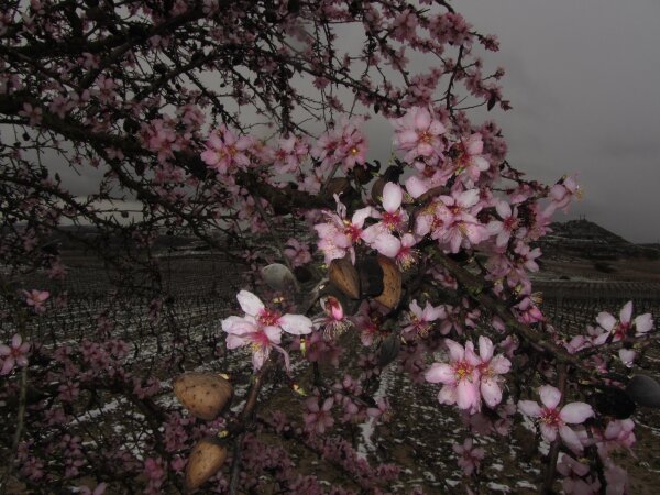 Flor de Almendro, una de las notas presente en la sinfonía del #Vino Urbina Viura 2011 urbinavinos.com/shop/product.p…