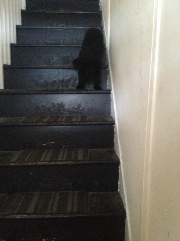 Jaxon_K9's tweet photo. @16Pleasant I'm stuck on your steps and I #pooped inside you #badboy #futurepoopdollarstar http://t.co/DyfmSV7oPd