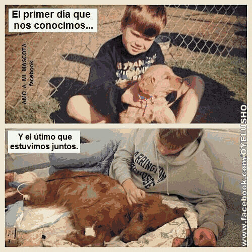 #OsoArturo ❤❤ (@marydyosa) on Twitter photo <a href="/noalmaltrato10/">no al maltrato </a> @noamaltratoanim <a href="/NotasAnimales/">Notas Animales</a> <a href="/La_Huella_Roja/">Fund. La Huella Roja</a> <a href="/Huellasdecalle/">Huellitas de calle</a> <a href="/HuellaAnimal_/">Fund. Huella Animal</a> Si esto no es amor.. <a href="/noalmaltrato10/">no al maltrato </a> @noamaltratoanim <a href="/NotasAnimales/">Notas Animales</a> <a href="/La_Huella_Roja/">Fund. La Huella Roja</a> <a href="/Huellasdecalle/">Huellitas de calle</a> <a href="/HuellaAnimal_/">Fund. Huella Animal</a> Si esto no es amor..