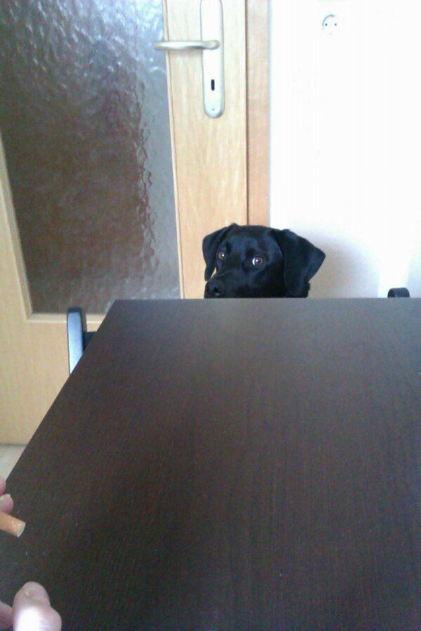 Jacob_bestdog's tweet photo. Can u see ?noooo you can't :p http://t.co/fccgkhU3