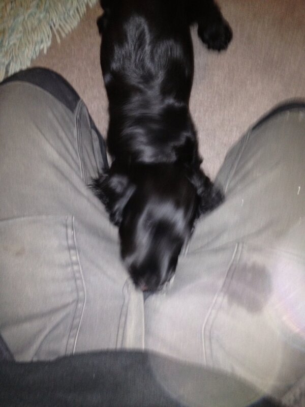 Dog needs feeding #bybynuts