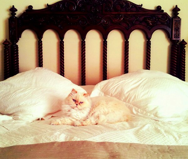PaulaGalan1's tweet photo. La reina de la casa http://t.co/68gqb3CJ
