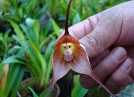 NaturPictures's tweet photo. La orquídea de mono, sólo encontrada en altas altitudes en Perú y Ecuador.  http://t.co/1TLWTluD