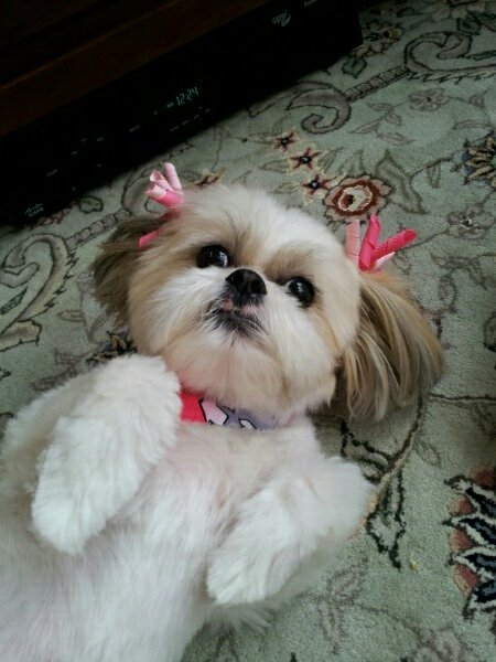 TechieTom's tweet photo. @dianesawyer Too cute! http://t.co/pyaP00Ac