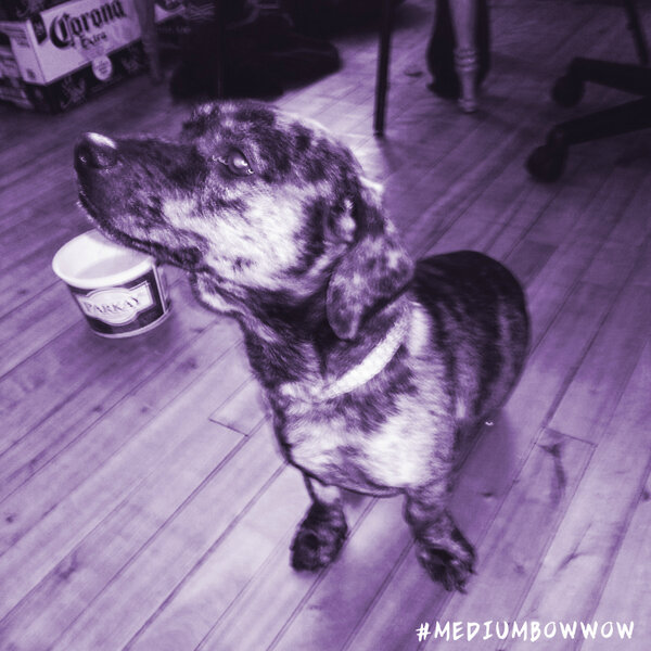 MaximumGang's tweet image. #MediumBowWow