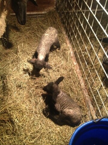 dangerdonovan's tweet photo. @jhoooff annnd the next generation begins #evil http://t.co/jqHWRDoH
