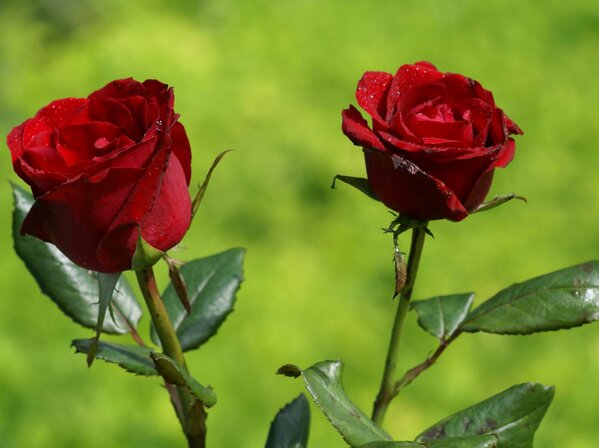 JuanConejero's tweet photo. ahora que no estoy,es cuando realmente le doy el valor de estar enamorado.. Feliz San Valentin a tod@s que lo esten.. http://t.co/JgO3gwe9