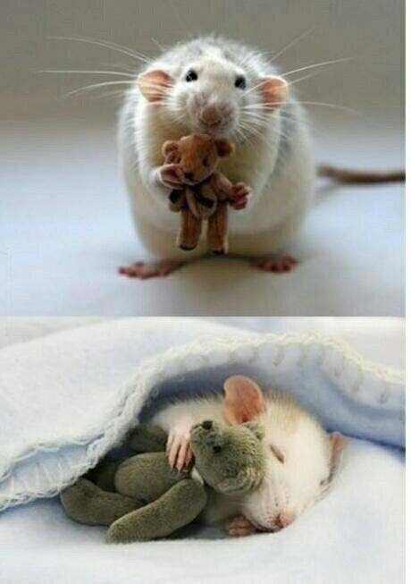 NaturPictures's tweet photo. Para quien esté triste. Imagen de una mujer que le hace ositos de peluche a su hámster.  http://t.co/7Z3FcbDA