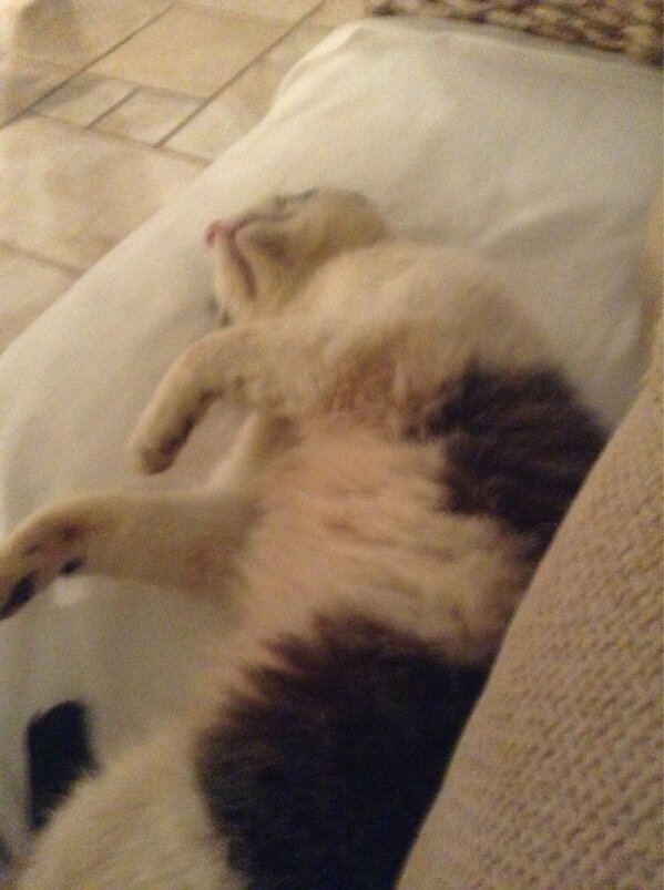 decalto1's tweet image. Butch is obviously now comfortable at home return of the prodigal cat #contentedcat