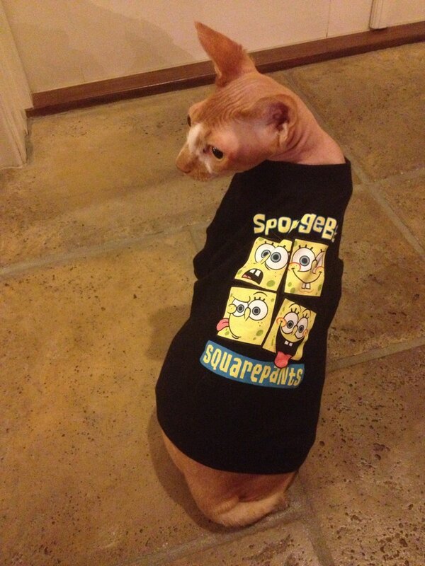 Fannypackcats's tweet photo. Look back at it http://t.co/OKeap57p