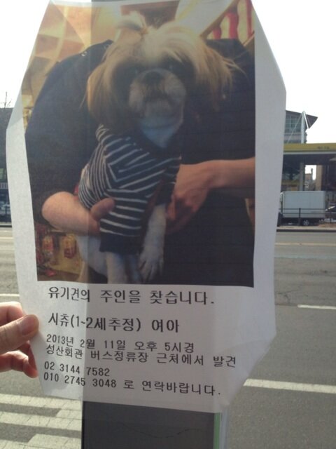 wooofbybetters's tweet photo. 2/11 줄무늬티를 입은 시츄를 보호중이라고합니다. 성산동 근방에서 발견되었다는 시츄의 주인을 찾습니다. http://t.co/b3MtTTIu
