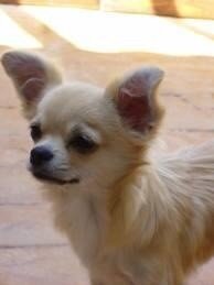 <a href="/PerrosPerdidos/">PerrosPerdidos</a> @LindaPerrucha <a href="/PatitasCansadas/">Fundacion Patitas Cansadas @patitascansadas</a> <a href="/carolinapinoc/">Caro 🌲 C.</a> <a href="/Perdidos_ayuda/">Mascotas perdidas</a> Se BUSCA!! En Stgo. Centro (86742103)