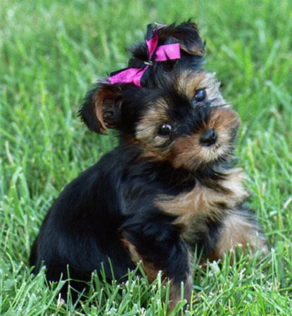 Simply_Stef's tweet photo. My baby girl Ariana... Isn't she cute RT.... http://t.co/2RMIARcr