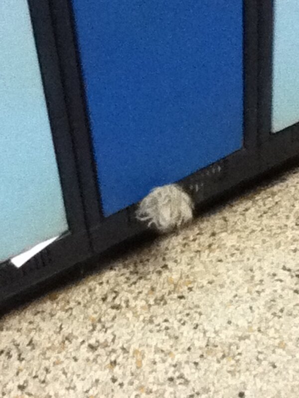 CreepyBiscuit's tweet image. That roadkill kid must be hiding some of his prided possession in his locker. Mm. #walkervilleproblems @WalkerProb