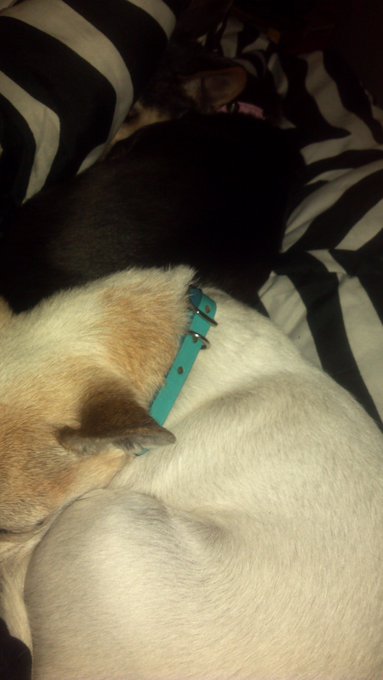 BeBe loves Mugsby. Mugsby does not love BeBe. Typical #valentinesdayproblems lol :-) http://t.co/bHm<a href="/tag/valentinesdayproblems"class="tags"><span>#valentinesdayproblems</span></a>