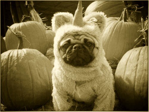 Link permanente da imagem incorporada