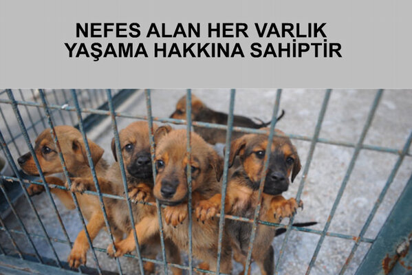 haysevdayanisma's tweet photo. Türcü bir empati,empati değildir. Türcü bir vicdan,vicdan değildir.Yaşama hakkı sadece insanlara ait değildir! http://t.co/cKEb4ua6