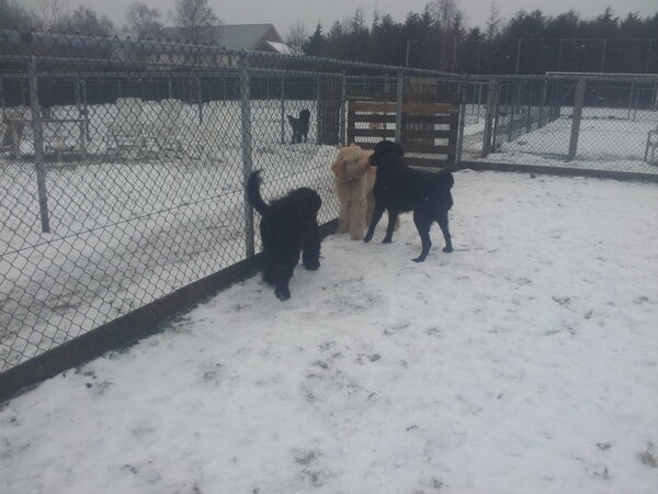 Jyvas's tweet photo. Ted,archie en chica, de drie krullebollen van de opvang! http://t.co/P18QqwsW