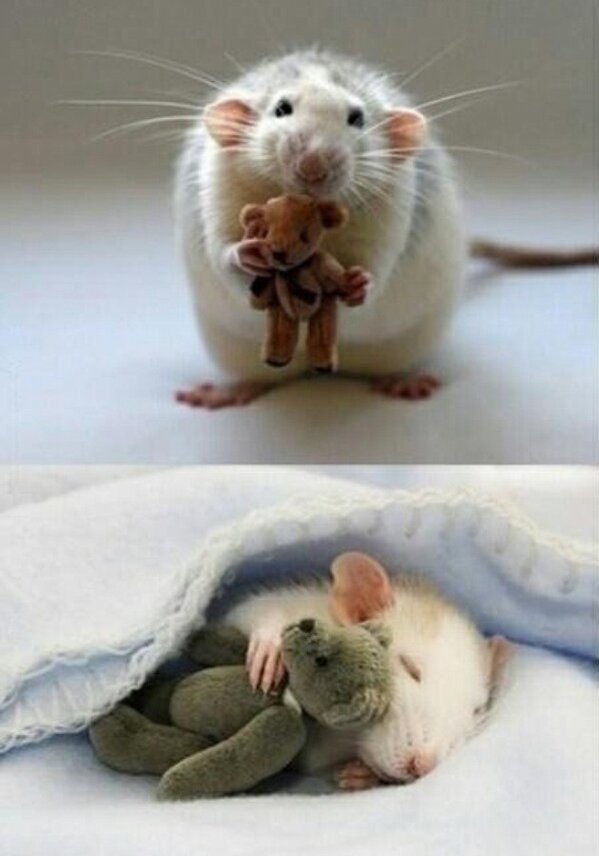 planetposts's tweet photo. For anyone feeling a bit sad, here's a picture from a woman who makes Teddy Bears for her pet mouse. http://t.co/LLUwPVJi