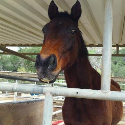 RidewithPrideTH's tweet photo. Happy Valentine's Day!
Love, 
Stryder and the rest of the Ride with Pride family http://t.co/Sb1NtUXl