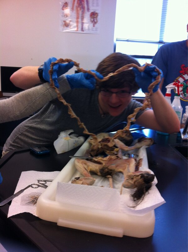 MoesserKara's tweet image. Happy Valentine's day from Anatomy!! #catdissection #smallintestines