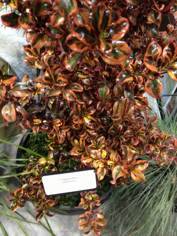 Coprosma 'Inferno'