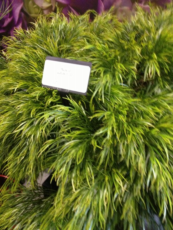 Acacia 'cousin Itt'