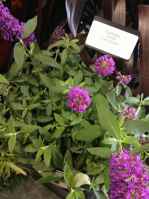 Flutterby petite turti fruitti