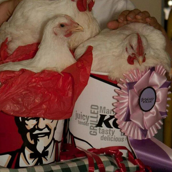 ButteCountyFair's tweet photo. Great photo of our Reserve Champion chickens at the JLA sale from 2012. So funny and cute!!
#ButteCountyFair http://t.co/QChib2WY