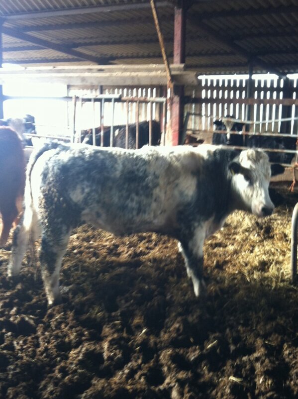 Wright Marshall tweet media