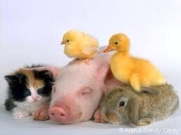#petTeraphy .. Animals are happyness