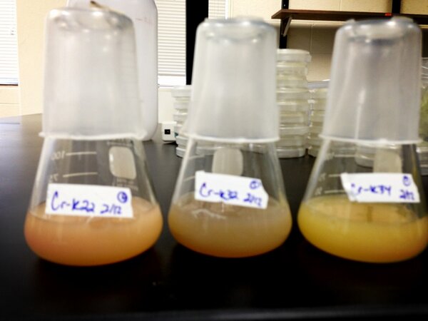 HensonMW_08's tweet image. Same bacteria? 16S says they are.. Yet so many difference #mastersproject #chromium