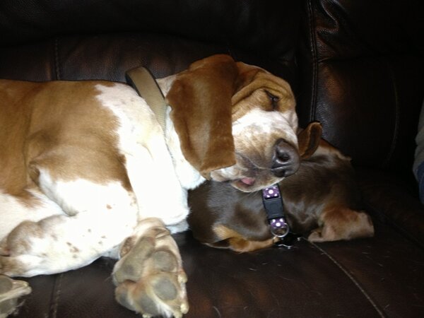 DogWithMustard tweet picture