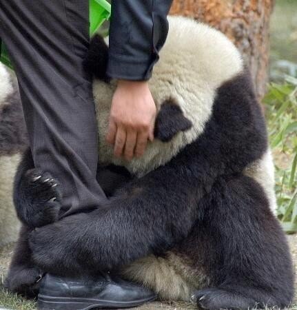 Panda aterrorizado tras el terremoto de Japón abrazado a la pierna de un policía.