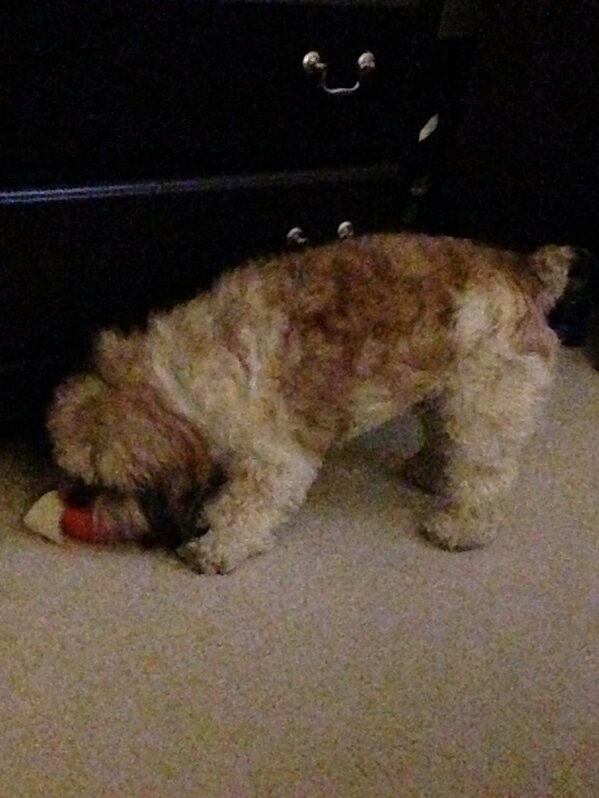 CockapooCorner's tweet image. Oh crap! He already pulled the fluid off the ball.