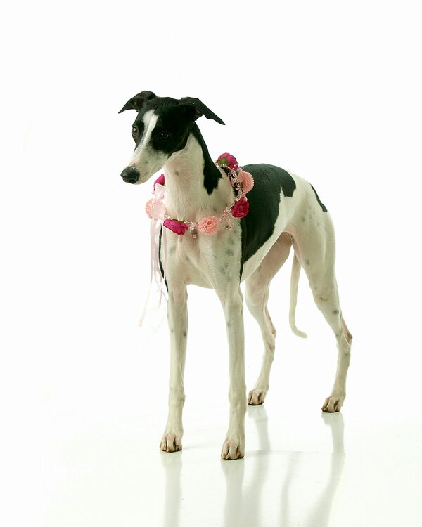 FifiWhippet's tweet image. Happy Valentines Day everyone , especially to you @WhippetPickle! :-* Love Fi xoxo