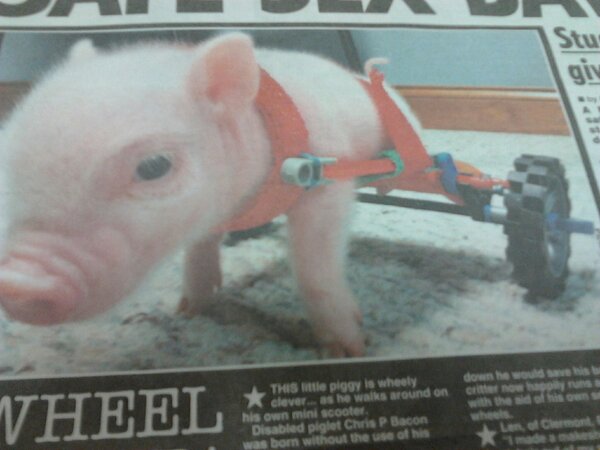 hmekirk's tweet image. #robochop @copdawoot @FixerThe3 @FryerRobert @mattbec68 @Shawry1984 @Scfc1973Phil @maddog43139 @okeydokey79