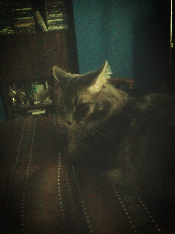 ikesofmikes's tweet image. Look who came to my room to say hi #hellocat