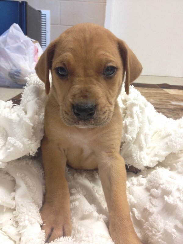 Chris_KLS's tweet photo. New puppy my Mom got me!! http://t.co/mitTRZL3