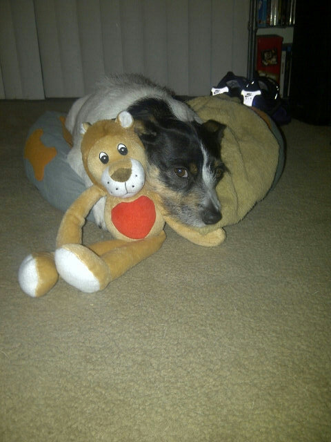 Tyler_T_Dog's tweet photo. My Valentines Day gift from Packeaders! http://t.co/DkK4BQdk