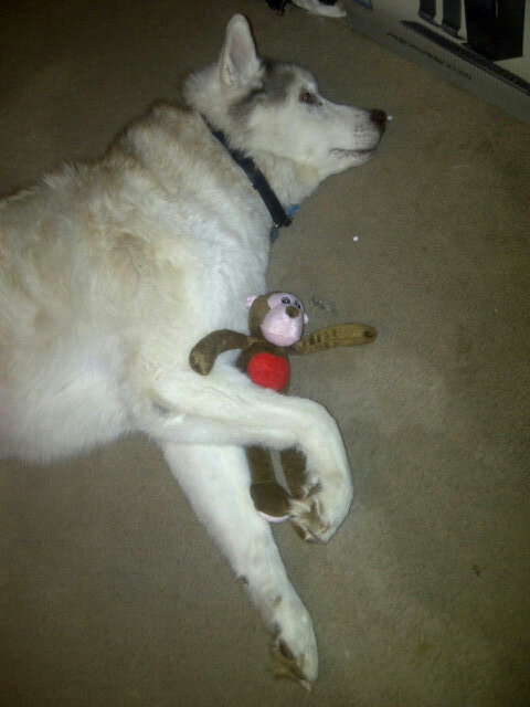 Tyler_T_Dog's tweet photo. My Valentines Day gift tooOOOoooooo! http://t.co/d366onxq
