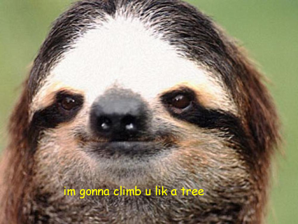Rude Sloth tweet media