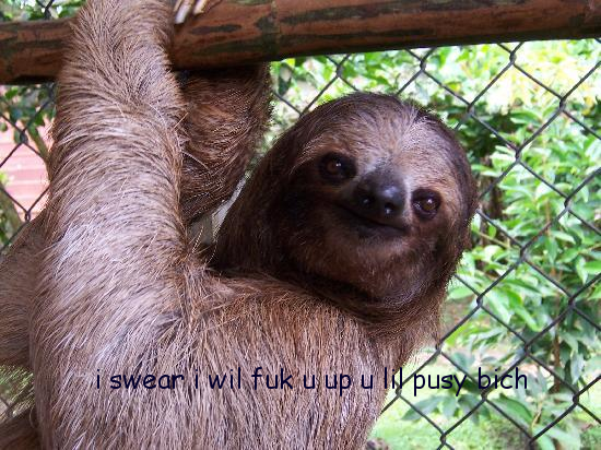Rude Sloth tweet media
