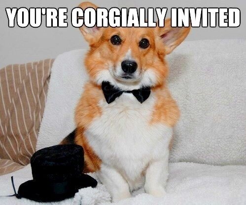 DHNukka's tweet photo. #toddcorgi @Toddyfitz @17andLife @jrpradz @geometro @SleazySavezzy @SeanOkie http://t.co/zKJuHPeF