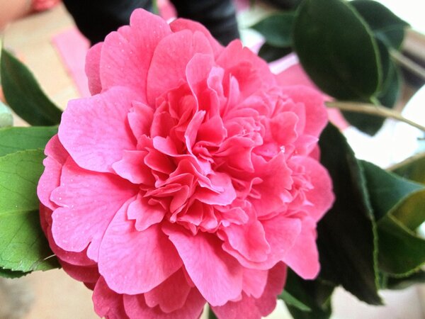 🌺camellia🌺