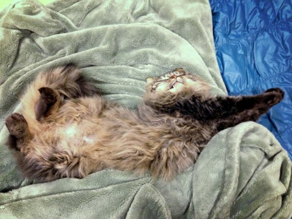 mt14cat tweet picture
