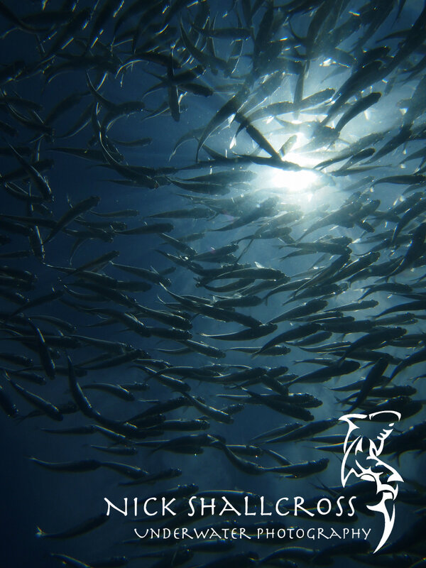 NickShallcross's tweet photo. Baitfish and Sunrays
#scuba #underwater #photography #doyouinspire #fridayfotos #photo #nature http://t.co/QV84oq29