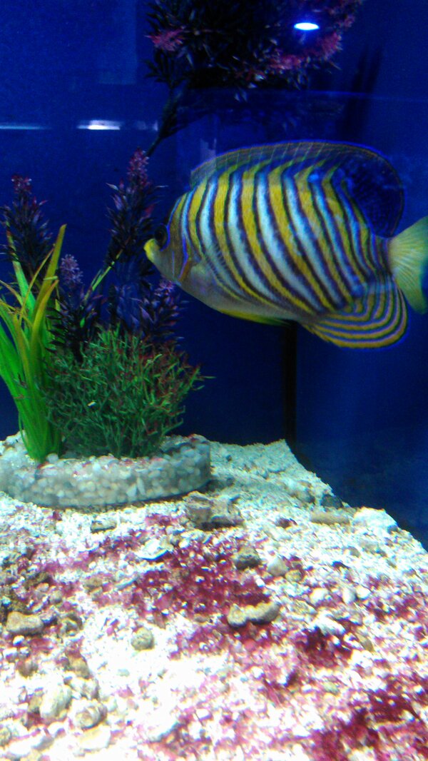 Love this fish! #PurpleYellowWhite
