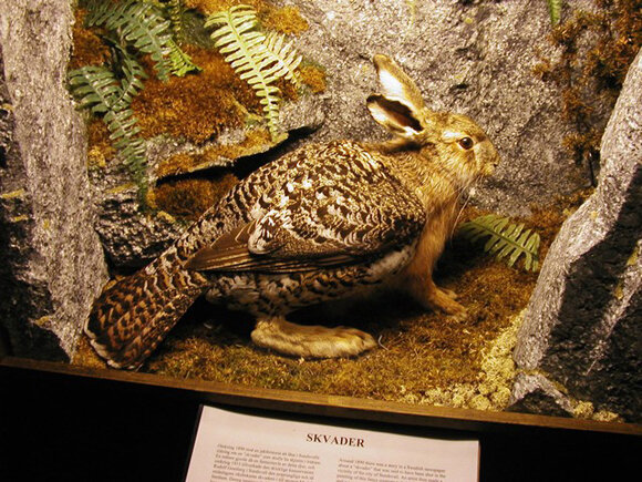 iOneSelfz's tweet image. สวยมากเหอะ หลงรัก #Skvader #สัตว์ในตำนาน